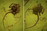 Detailed Fossil Spider (Aranea) In Baltic Amber #84618-1